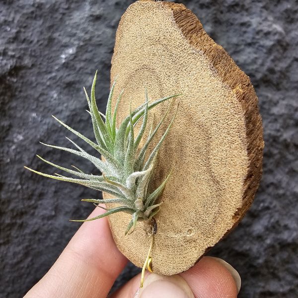 草皮變異・捷克(成株)/Tillandsia tricholepis var. macrophylla(CZ) 