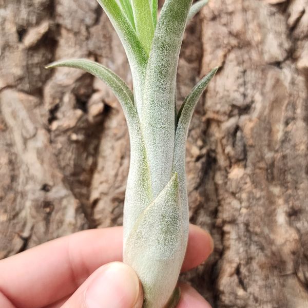 紅女王頭-交種/Tillandsia Paucifolia Red Hybrid 