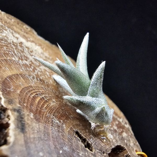 侏儒毒藥/Tillandsia Latifolia Enano Red 
