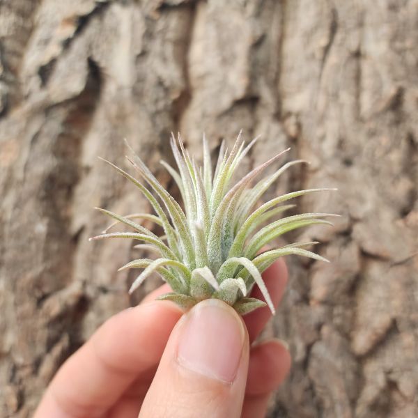 白精靈/Tillandsia ionantha White 