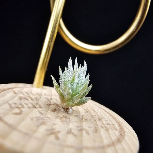 德K榛果×雨林AP(S)/Tillandsia ionantha haselnuss x ionantha Apretado(RFI) 