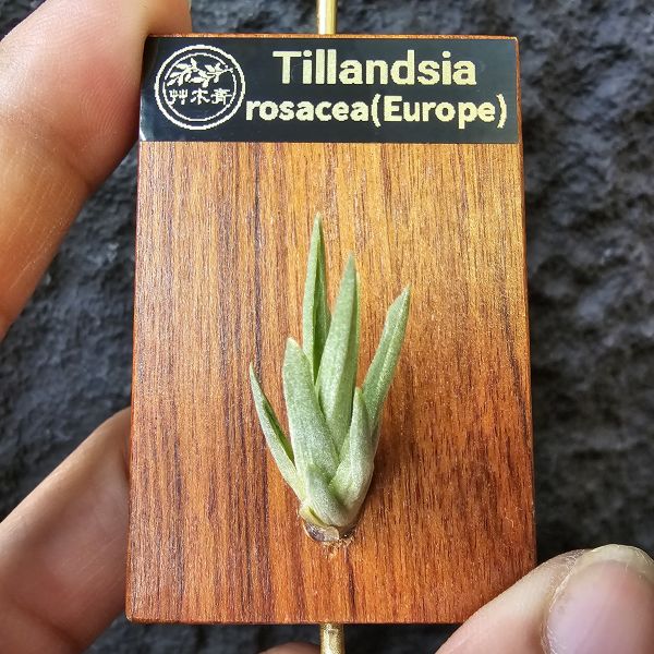 Tillandsia rosacea(Europe) 