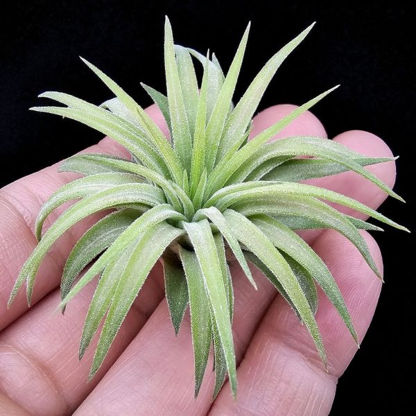 刺蝟小精靈/Tillandsia ionantha 'Hedgehog' 