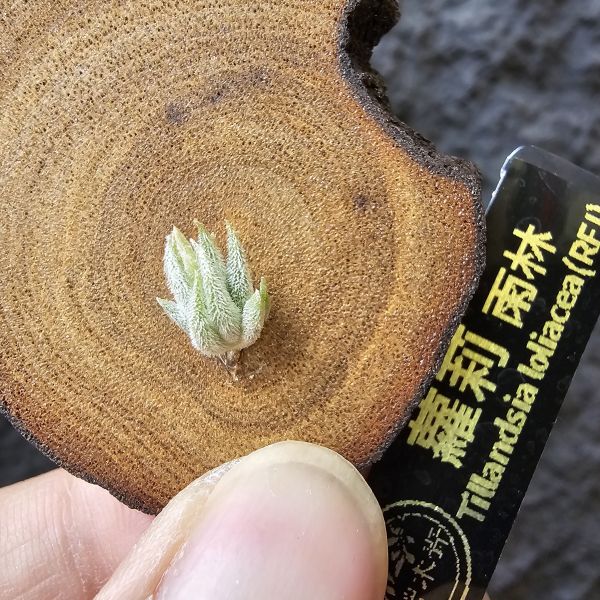 雨林蘿莉/Tillandsia loliacea(RFI) 