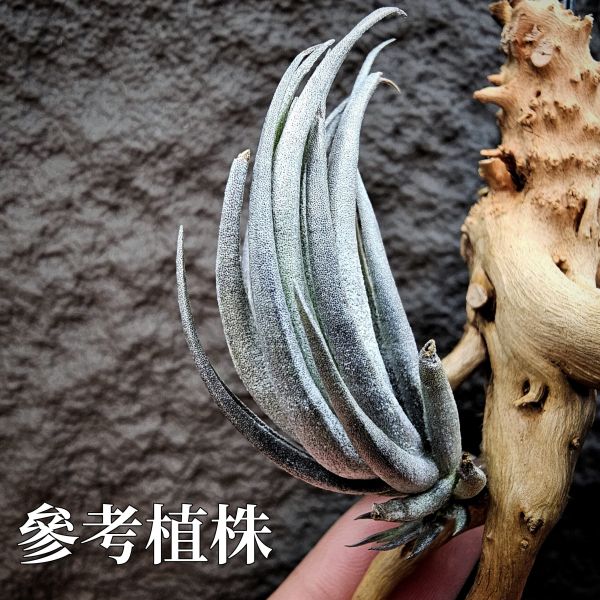 卡蜜拉(特殊極其稀有)/Tillandsia carminea from Heidelberg Botanic Gardens~市面上不會有的品項，帶金屬葉面質感，溫差會稍顯紫~ 