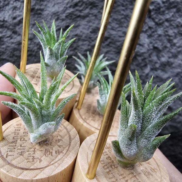 小矮人精靈(不挑株)/Tillandsia ionantha Enano 