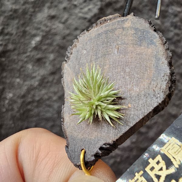 草皮鳳(實生)/Tillandsia tricholepis seedling 