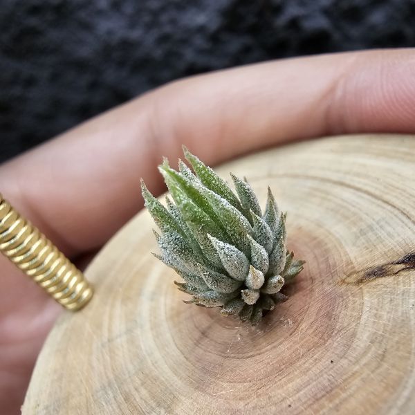 MiniQ/Tillandsia ionantha MiniQ~From JoLi (⁎  )(  ⁎) 