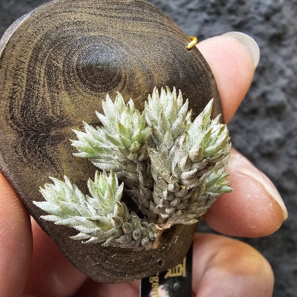彈頭/Tillandsia pedicellata(Argentina) 