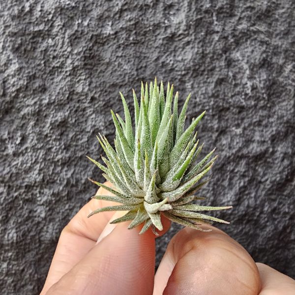 小精靈實生-國外農場選拔/Tillandsia Ionantha select~進口植株多少葉傷 