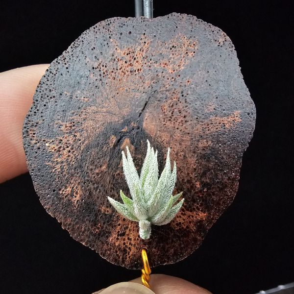 蘿莉-雨林/Tillandsia loliacea(RFI) 