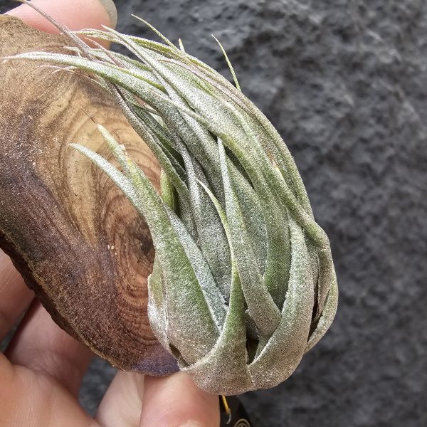 K燒(特大尺寸)/Tillandsia kautskyi 