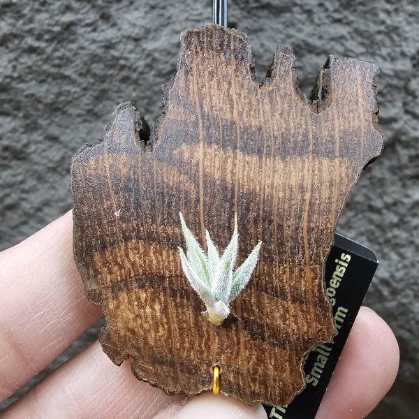 毛腸(小型)/Tillandsia Santiagoensis~較一般毛腸小型的個體，圖五參考母株 