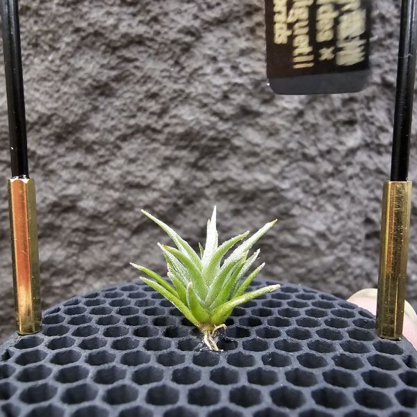 (媳婦×初戀)×迷你電捲/Tillandsia(xiphioides × arequitae)紫花 × diguetii 