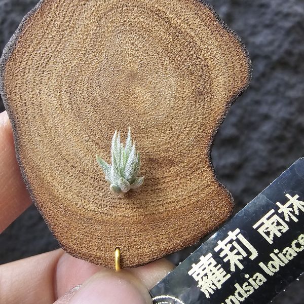 雨林蘿莉/Tillandsia loliacea(RFI) 
