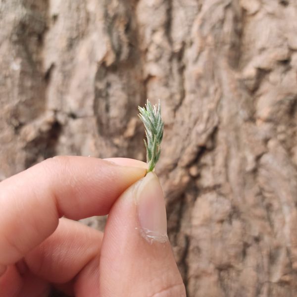 草皮鳳-小型-單芽/Tillandsia tricholepis 