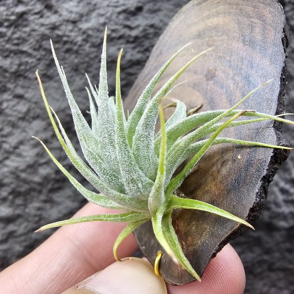 R燒/Tillandsia Roseiflora(Europe) 