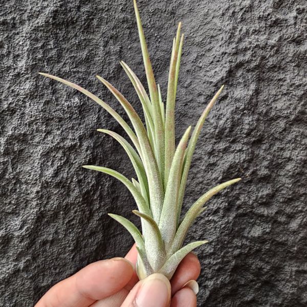 卡比他他×德魯伊/Tillandsia capitata × ionantha Druid 