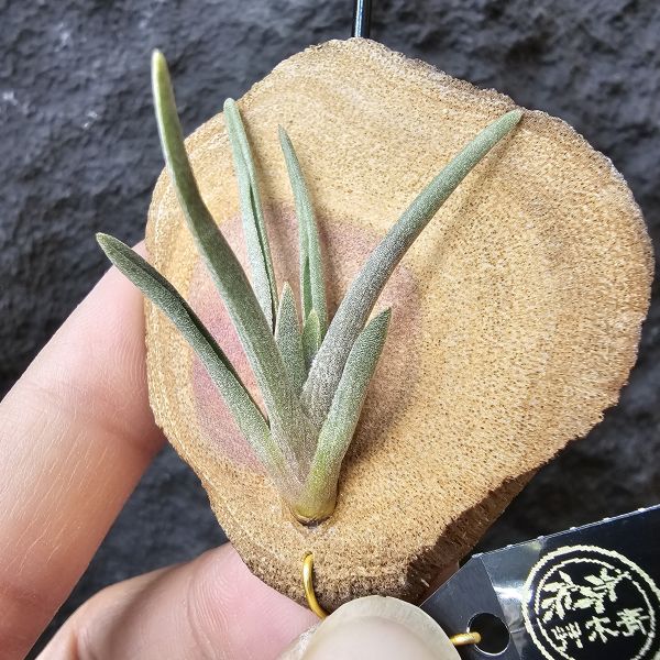 rosacea(紅色型)/Tillandsia rosacea Red 
