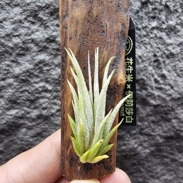 花生米×伊莉莎白(上木材，黃連木)/Tillandsia ionantha peanut × elizabethiae 