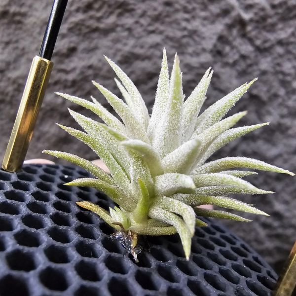 長莖minor×雨林AP/Tillandsia ionantha van-hyningii minor × ionantha Apretado(RFI) 