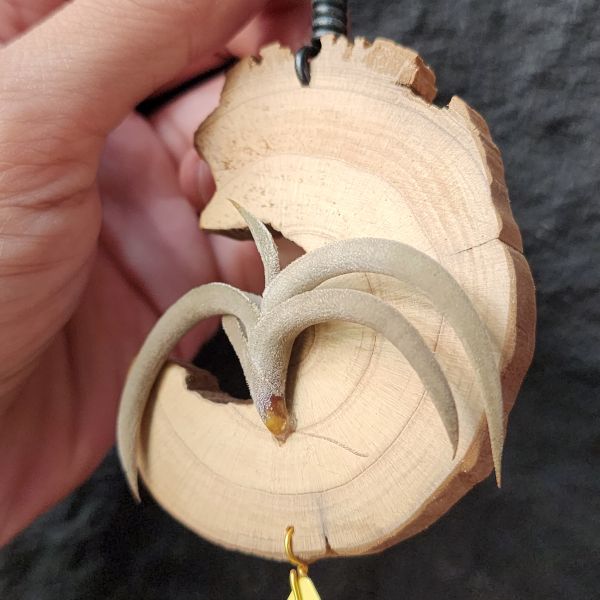 特內布拉(甜不辣)/Tillandsia Tenebra 