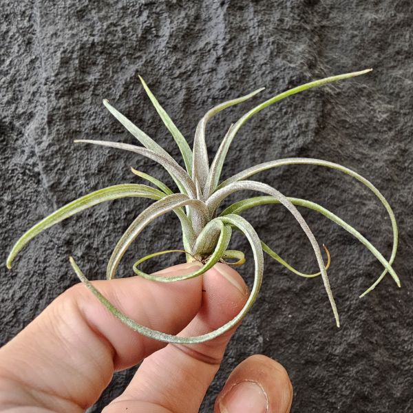 噴泉×RR(影月)~實生苗~露天栽培難免葉傷/Tillandsia Exserta × Regal Rene 