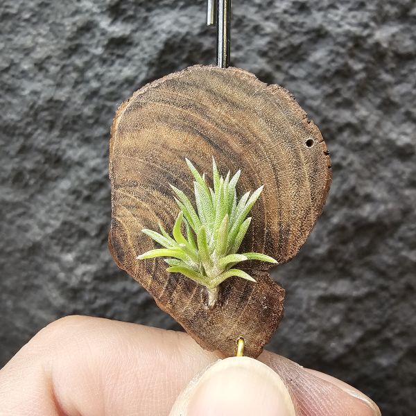 日本第一(小型)/Tillandsia neglecta 