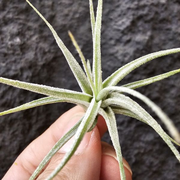 露西×香帕斯/Tillandsia Luciille × Chiapas Gigantesco(CYC#530) 