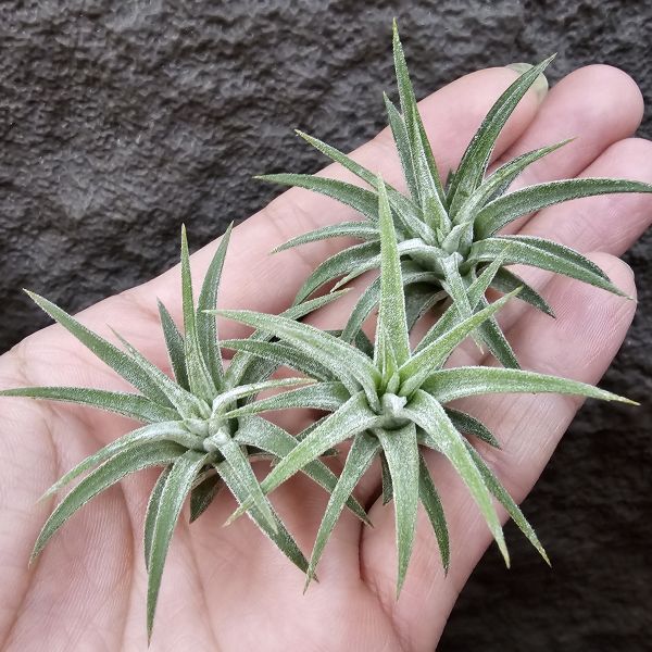 鳥岩AP小精靈(不挑株)/Tillandsia ionantha Apretado(Bird Rock) 