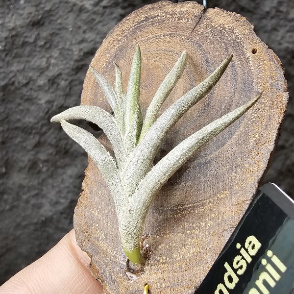 卡斯塔拉米(成株尺寸)/Tillandsia castellanii(Argentina)~阿根廷原生種，黃色瓣狀花，圖四可參考叢生型態 
