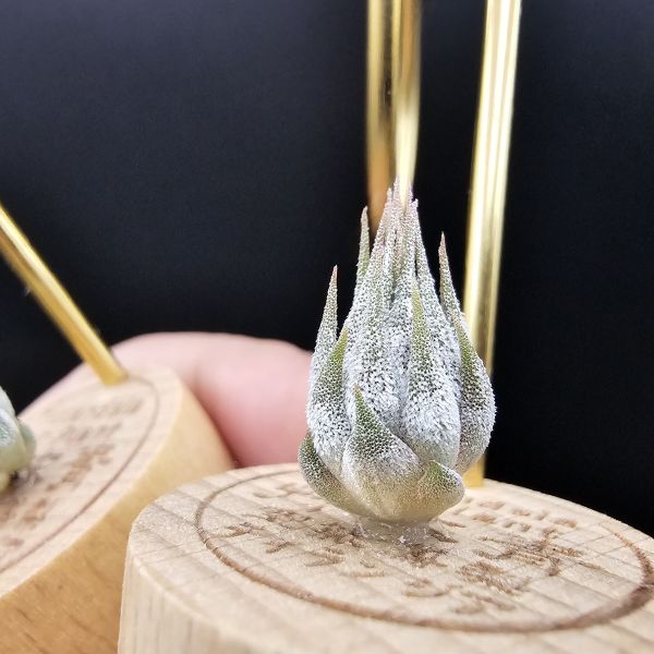 雨林AP早期較細葉/Tillandsia ionantha Apretado(RFI) 