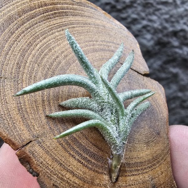 帕姆塔塔/Tillandsia permutata(Europe) 
