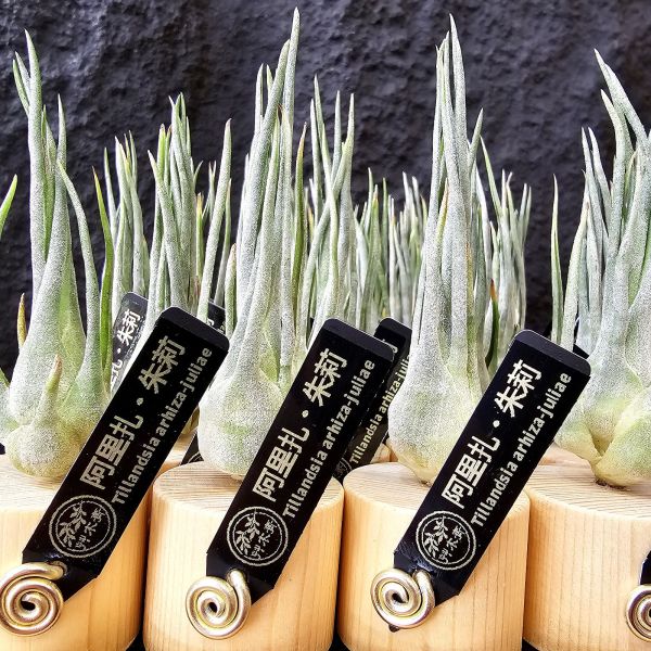 阿里扎・朱莉(含底座)/Tillandsia arhiza-juliae~露養植株無法避免葉傷、介意勿下單！ 