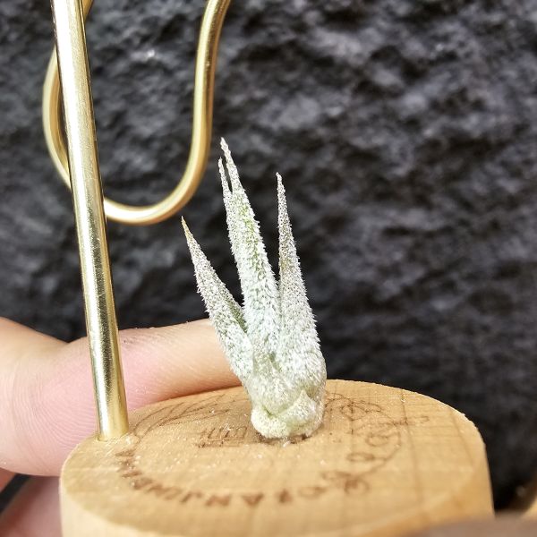 Joy(電捲×河豚)×長莖小精靈/Tillandsia Joy × ionantha v. van-hyningii 