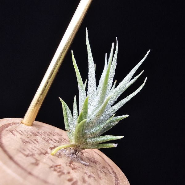 白天鵝 × 紅小犀牛/Tillandsia barfussii × pruinosa 