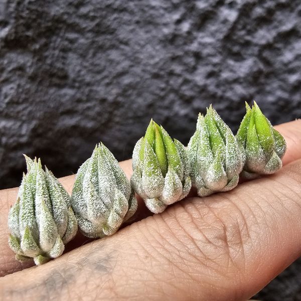 雨林AP小精靈(不挑株品項皆可愛)Tillandsia ionantha apretado(RFI) 