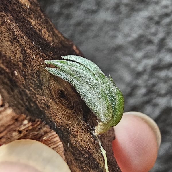 銀冰×歐洲xip/Tillandsia chiletensis × xiphioides(Europe) 