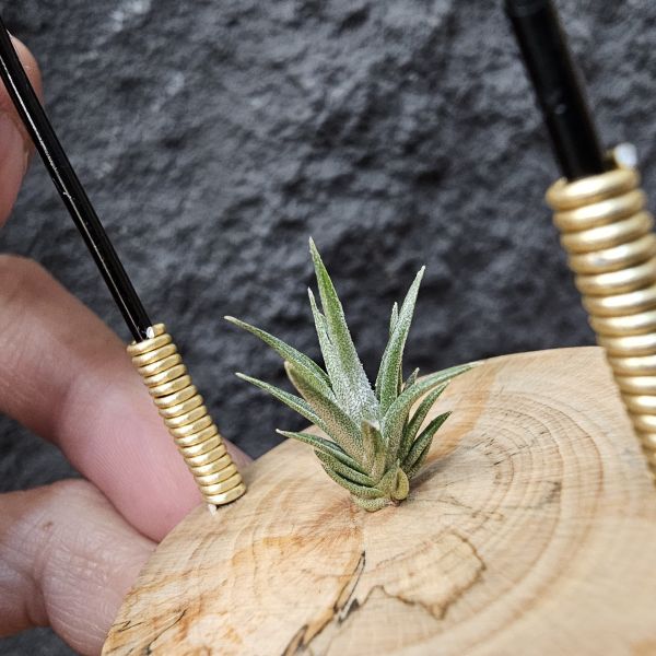 白天鵝 × 紅小犀牛/Tillandsia barfussii × pruinosa 