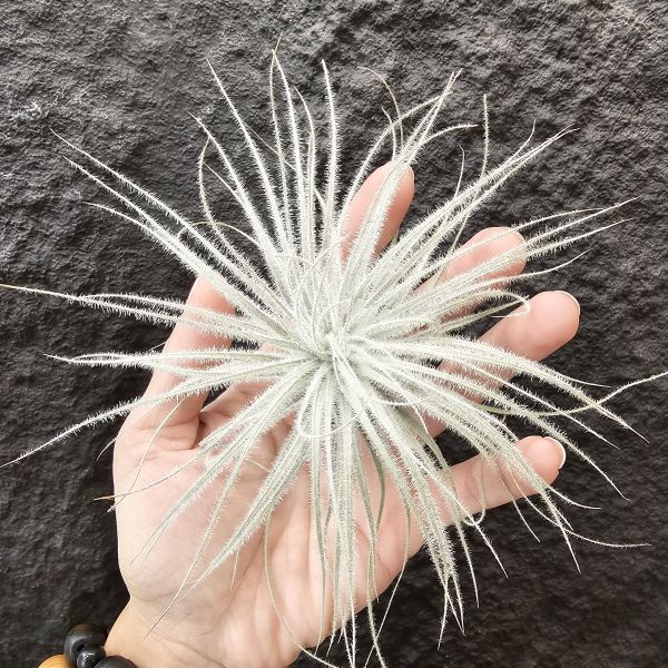 厄瓜多雞毛撢子(特大)/Tillandsia tectorum ecudaor 
