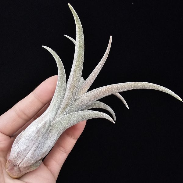 線西野獸(顯紅)首輪肥芽/Tillandsia 'Xianxi Beast'(Mali Dofitas × streptophylla Mexico)~展現了雙親本的特色，長年顯色，毛感厚實。 