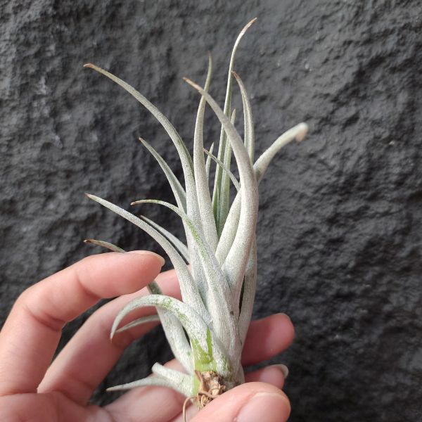 卡溫斯基/Tillandsia karwinskyana large 
