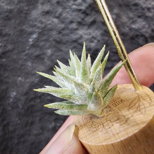 長莖minor/Tillandsia ionantha van. minor form 