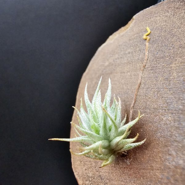 歐洲蘿莉(密葉)/Tillandsia loliacea compact form(Europe)~圖五母株參考！ 