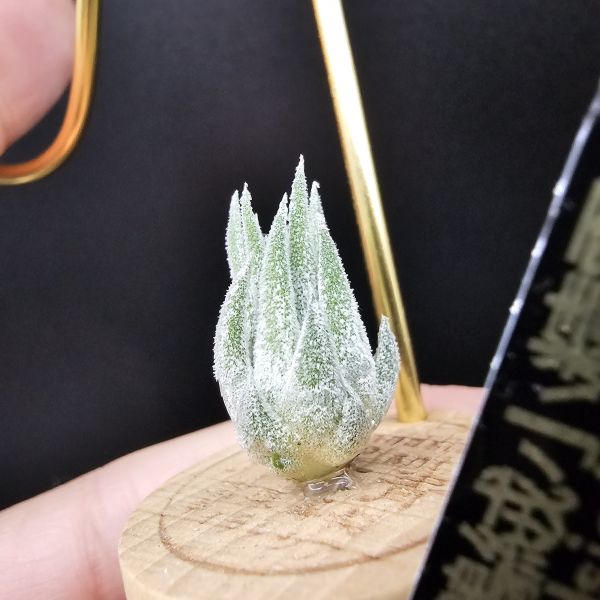 天鵝絨小精靈/Tillandsia ionantha Tall Velvet 
