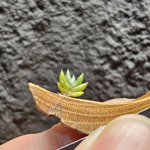 吉利/Tillandsia gilliesii forma major 