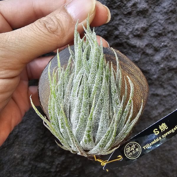 S燒(大尺寸)/Tillandsia Sprengeliana 