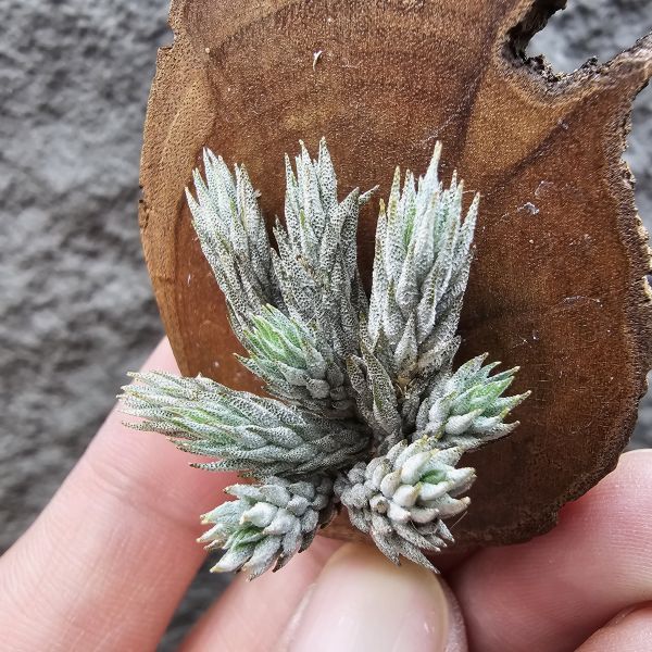 彈頭-野採(已養半年)/Tillandsia pedicellata(Argentina) 