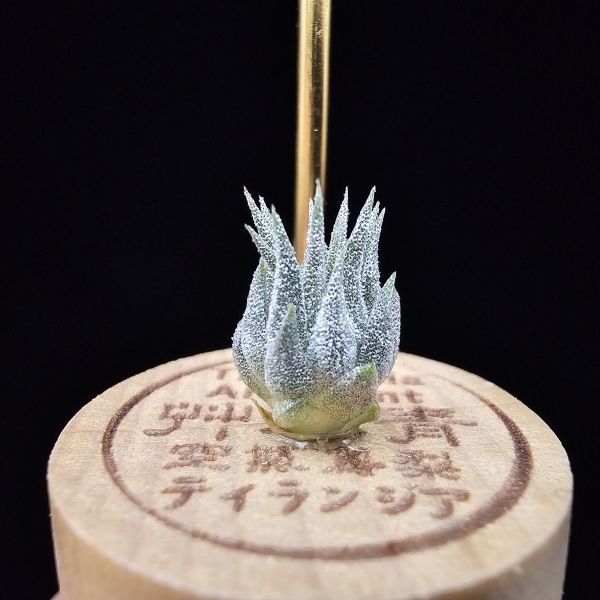 榛果精靈紫星/Tillandsia ionantha Hazelnut 'Stiff Purple Star' 