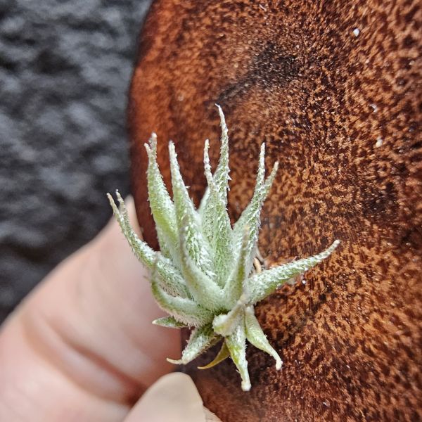 歐洲蘿莉(密葉)/Tillandsia loliacea compact form(Europe)~母株圖四參考 